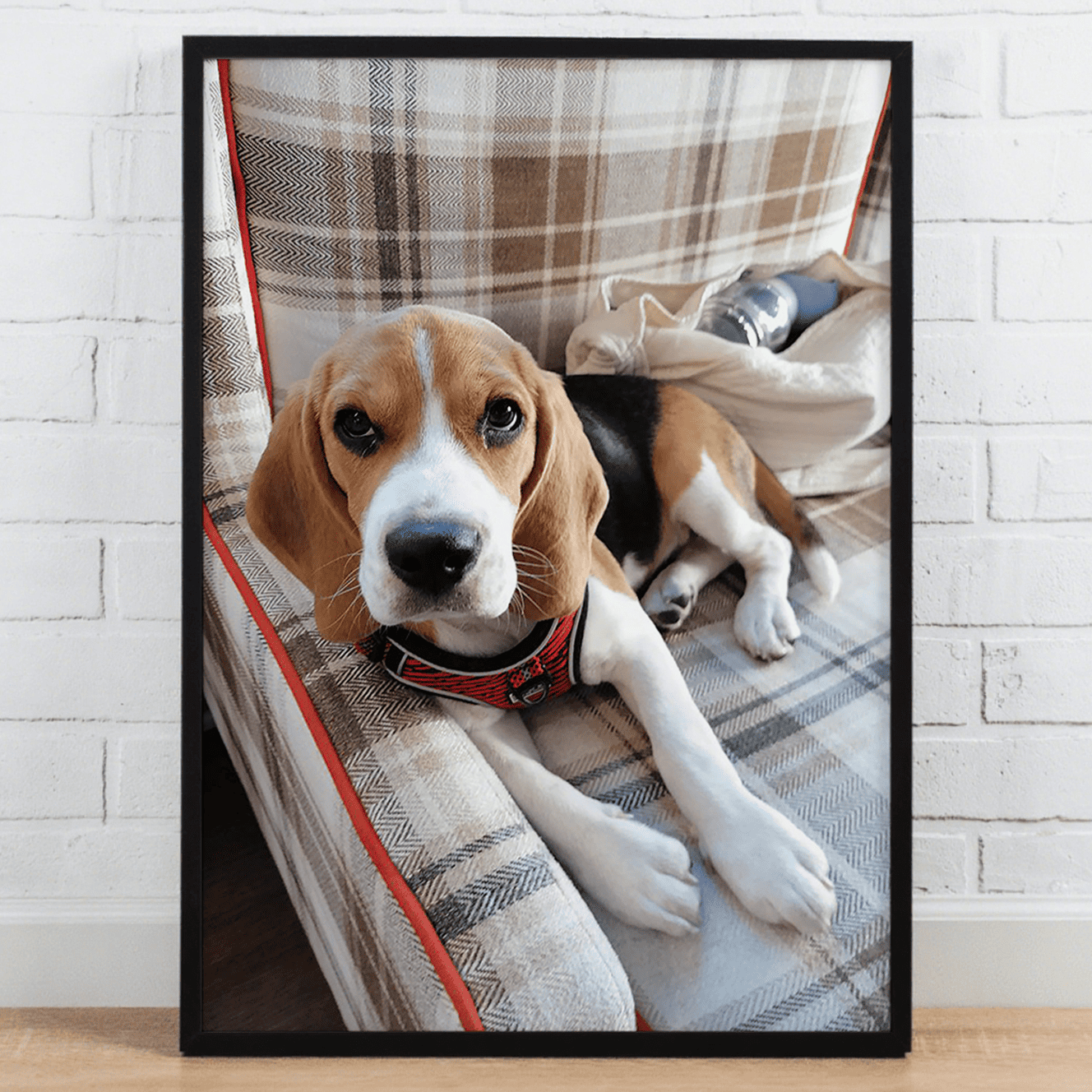 Lenticular Pet Portrait