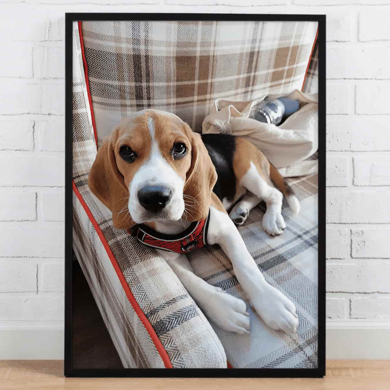 Lenticular Pet Portrait